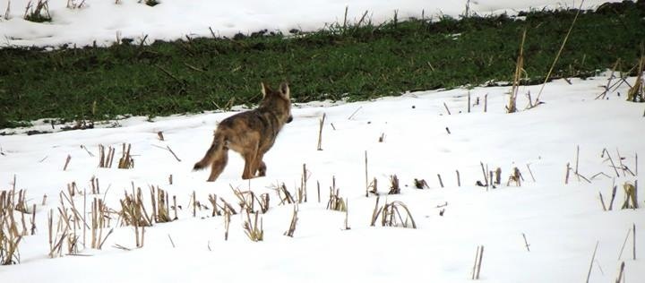 Il lupo appenninico